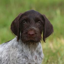 German Wirehaired Pointer Puppies from Reece GWP