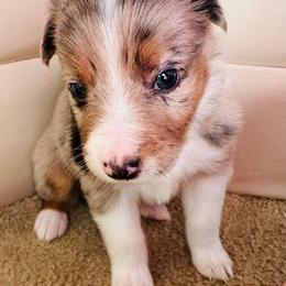 Charlie - Blue merle male Toy Australian Shepherd puppy in Garvin, Oklahoma from Hochatown Awesome Aussies