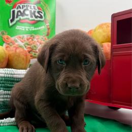 Orange - Chocolate male Labrador Retriever puppy in Heath Springs, South Carolina from Rich Hill Retrievers