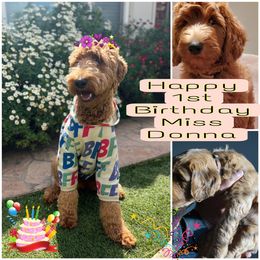 Goldendoodle All Grown Up from SW Doodles of CA