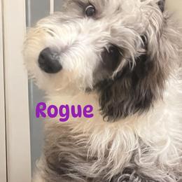Rogue - Aussiedoodle puppy from Kiki’s Doodles