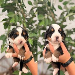 Female 2 - Tri-color female Bernese Mountain Dog puppy in New Haven, Indiana from Maumee Berners
