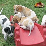 German Shorthaired Pointer and Pointer Puppies from Paladen