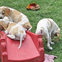 German Shorthaired Pointer and Pointer Puppies from Paladen
