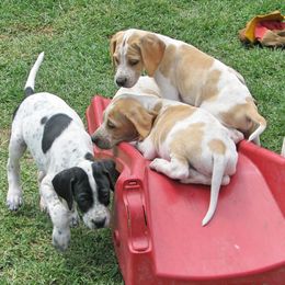 German Shorthaired Pointer and Pointer Puppies from Paladen