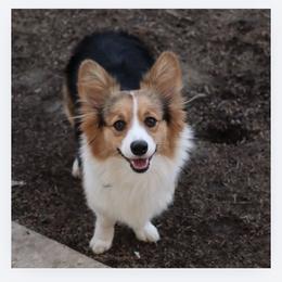 Dixie - Pembroke Welsh Corgi