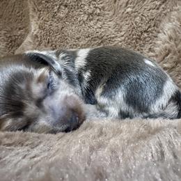 Girl 1 - Dapple female Dachshund puppy in Buchanan, Georgia from Kiser Creek Dachshunds
