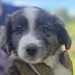 Miniature Australian Shepherd Puppies from D & L Mini Aussies