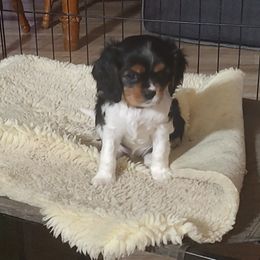 Cavalier King Charles Spaniel Puppies from God's Designs Cavaliers