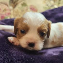 Girl 2 - female Cavalier King Charles Spaniel puppy in Antlers, Oklahoma from Stephenson Celtic Cavaliers