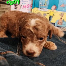 Lorex- Dr suess littter - Red male Labradoodle puppy in Phelan, California from Family Doodles