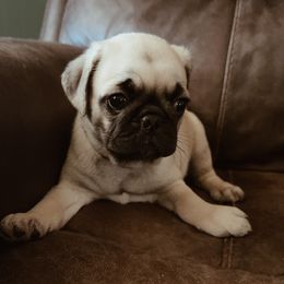 Gru - green collar - Fawn male Pug puppy in Hereford, Arizona from Broken Road Ranch Pugs