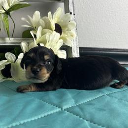 Chance - Black and cream male Dachshund puppy in Gilbertsville, Kentucky from DeLaunes Dachshunds