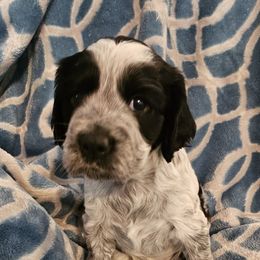 Blue Roan - Black and white female English Springer Spaniel puppy in Anderson, South Carolina from Hembree Creek Springers