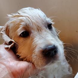 Golden Retriever Puppies from Hoekema Homestead Goldens