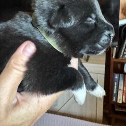 Girl 4 olive green collar - Black female Anatolian Pyrenees puppy in Clifton, Illinois from Mcginnis Guardian Dogs