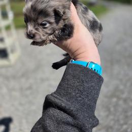 Sullivan - Blue merle male Pomeranian puppy in Chattanooga, Tennessee from Valley Poms