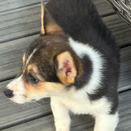 Blaze girl - Black and tan female Pembroke Welsh Corgi puppy in Vineland, New Jersey from Corgis at the Jersey Shore/Frenchie Connection