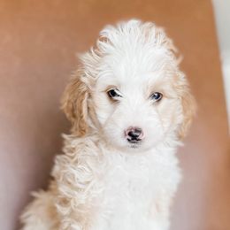 Bernedoodles from Salty Doodles co