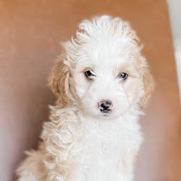 Bernedoodles from Salty Doodles co