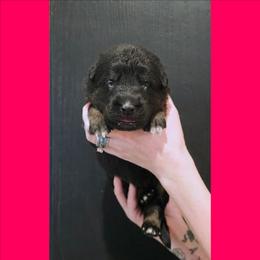 Magenta - Bi-color female German Shepherd puppy in Maricopa, Arizona from Royalty German Shepherds