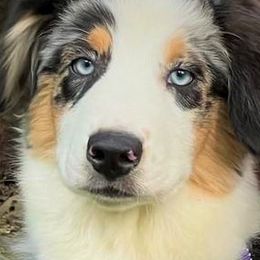 Australian Shepherd Puppies from Black Canyon Corral Aussies