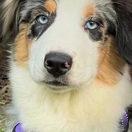 Australian Shepherd Puppies from Black Canyon Corral Aussies