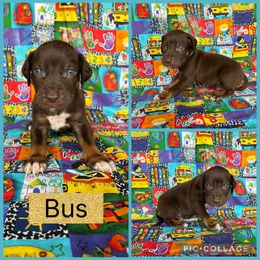 Bus - Chocolate male Catahoula Leopard Dog puppy in Forbes, Minnesota from North Country Catahoulas