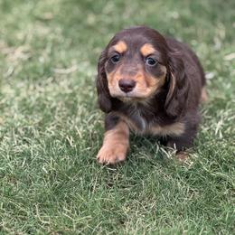 Brigid AKC 3425 - Chocolate and tan female Dachshund puppy in San Angelo, Texas from Dachs on the Farm