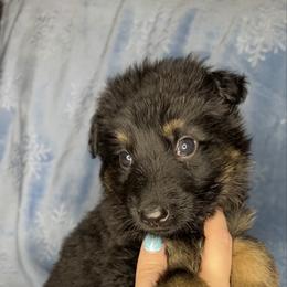 Orange color - Bi-color female German Shepherd puppy in Marion, Ohio from Legacy K9’s