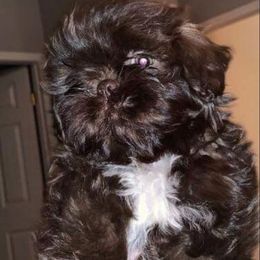 Shih Tzu Puppies from Gems Shih Tzu