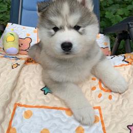Siberian Husky Puppies from Canace Siberians