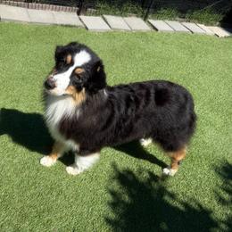 Kali - Black tri-color female Australian Shepherd puppy in Lakewood, California from Cloud Nine Kennel