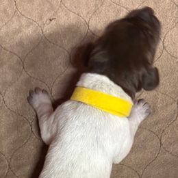Shirley - Liver and white female German Shorthaired Pointer puppy in Morgantown, Indiana from Kevin Funkhouser Kennel