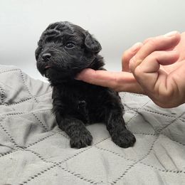 Lady - Black female Poodle puppy in Walterboro, South Carolina from Puddlejumpers