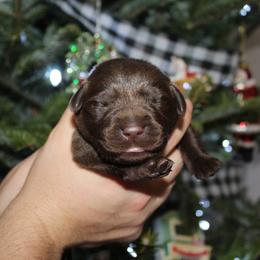 Labrador Retriever Puppies from GFD Kennels