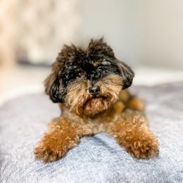 Porsche - Phantom male Poodle puppy in Sharpsburg, Georgia from Steindoodles