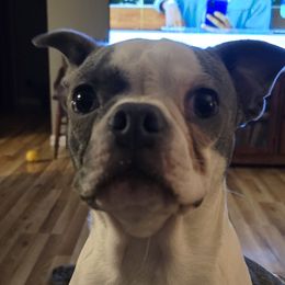 Boston Terriers from D&L Kennels