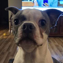 Boston Terriers from D&L Kennels