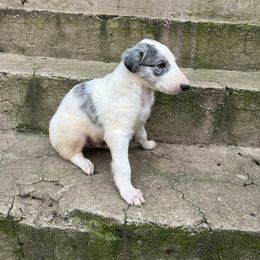 Boy 3 - Blue male Borzoi puppy in Clinton, Tennessee from Ivanhoe Borzoi