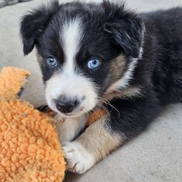 Python (Boy 2) - Black tri-color Australian Shepherd puppy in Goodyear, Arizona from Kingdom Kennels
