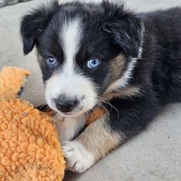 Python (Boy 2) - Black tri-color Australian Shepherd puppy in Goodyear, Arizona from Kingdom Kennels