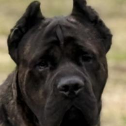 Nole - Cane Corso