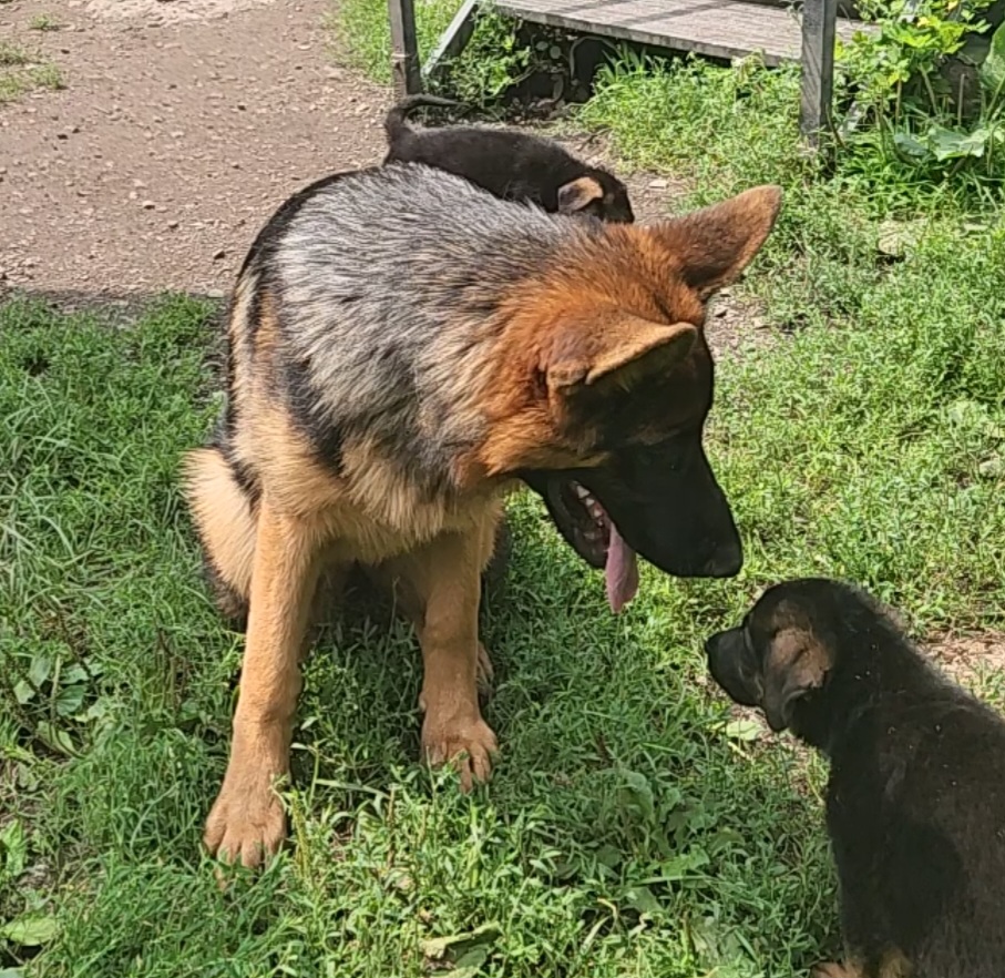Baby - German Shepherd
