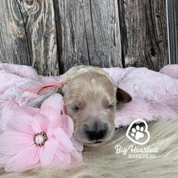 Girl 2 - Cream female Companion Cross puppy in Utah County, Utah from Big Hearted Breeders