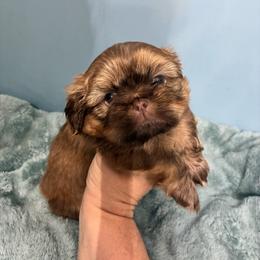 Hugs - Liver male Shih Tzu puppy in Hawthorne, Florida from Simply Southern Shihtzus