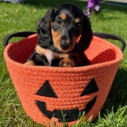 AKC - Ziggy - Black and tan male Dachshund puppy in Omaha, Nebraska from Colorful Dachshunds