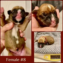 Maroon - 8th born - Fawn female Boxer puppy in Brownsville, Oregon from Vincent's Pride Boxers ~ Dudley's Dream Boxers