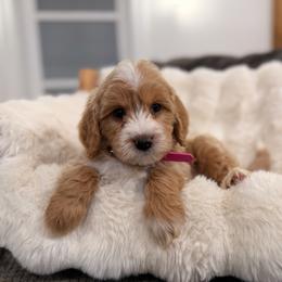 Girl 3 - Red  female Goldendoodle puppy in North Royalton, Ohio from Johnson's Doodles