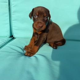 Teal Female - Red and rust female Doberman Pinscher puppy in Madison, Indiana from Jensen Dobermans and Dachshunds